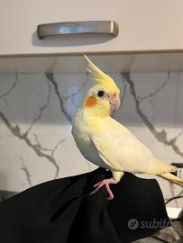 Calopsite allevato a mano