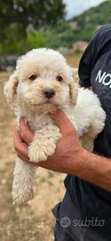 Cucciola di lagotto selezionata leggere