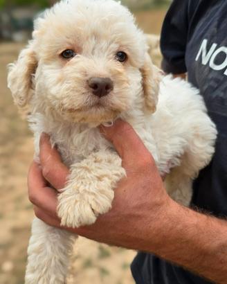 Cucciola di lagotto selezionata leggere
