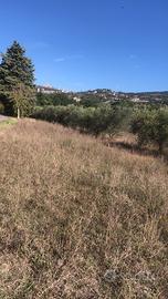Terreno con oliveti