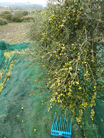 Oliveto, vigneto, frutteto e legna da tagliare