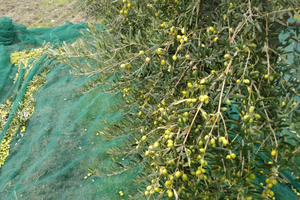 Oliveto, vigneto, frutteto e legna da tagliare