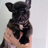 Bulldog francese