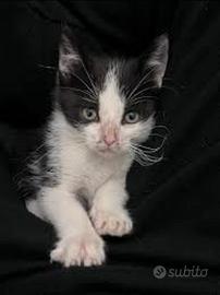 Gattini mix razza mainecoon