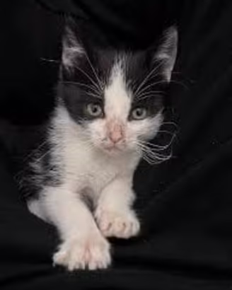 Gattini mix razza mainecoon