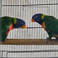 Lory arcobaleno lorichetty