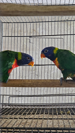 Lory arcobaleno lorichetty
