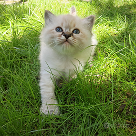 Cucciole di Sacro di Birmania