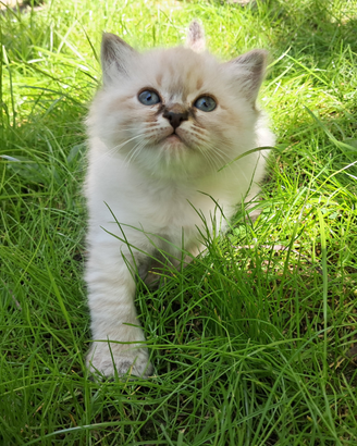 Cucciole di Sacro di Birmania