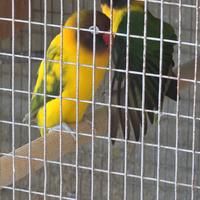 Inseparabili agapornis