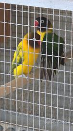 Inseparabili agapornis