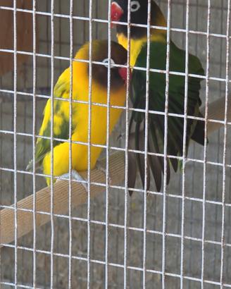 Inseparabili agapornis