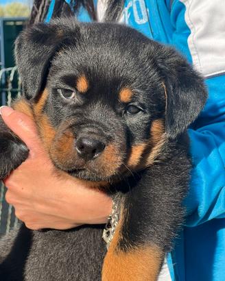 ROTTWEILER MASCHI