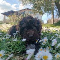 Lagotto Romagnolo con Pedigree