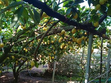 Limoneto Maiori Costiera Amalfitana