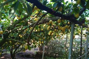 Limoneto Maiori Costiera Amalfitana