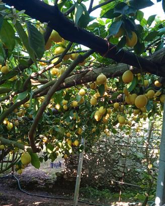 Limoneto Maiori Costiera Amalfitana