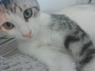 Gattina 3 mesi bianca rossa e grigia
