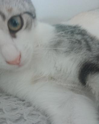 Gattina 3 mesi bianca rossa e grigia