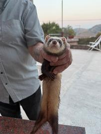 Furetti