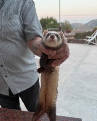 Furetti