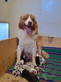 Australian shepherd