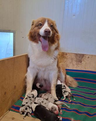 Australian shepherd