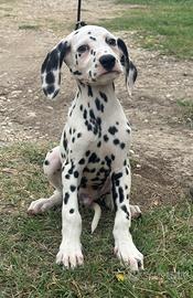 Cuccioli disponibili dalmata