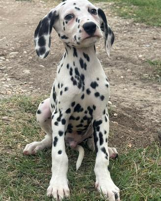 Cuccioli disponibili dalmata