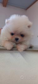Spitz Pomerania micro toy maschietti