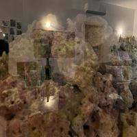 Rocce vive e Acquario da 250 L