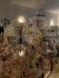 Rocce vive e Acquario da 250 L