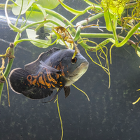 Astronotus ocellatus,Pesci Oscar, acquario