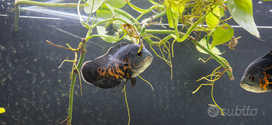 Astronotus ocellatus,Pesci Oscar, acquario
