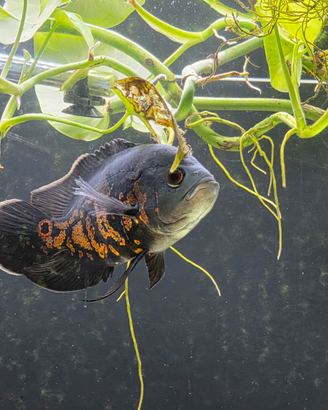 Astronotus ocellatus,Pesci Oscar, acquario