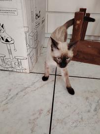 gattino siamese