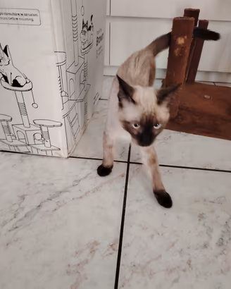 gattino siamese