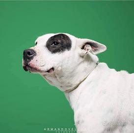 Magda, dolce e socievole vuole una vita a casa