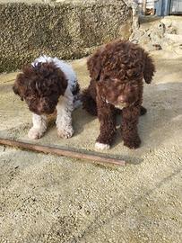 Cuccioli Lagotto Romagnolo