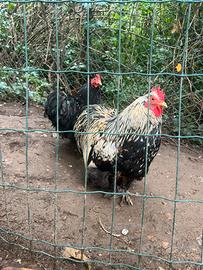 Gallina Concicina nana