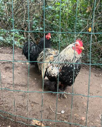 Gallina Concicina nana