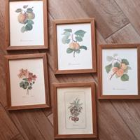 5 quadretti  con soggetti fiori frutta erbolario