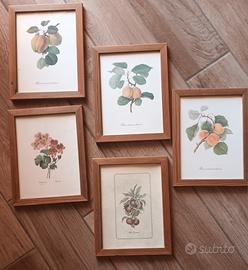  5 quadretti  con soggetti fiori frutta erbolario