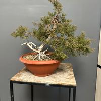 Disponibili pre bonsai