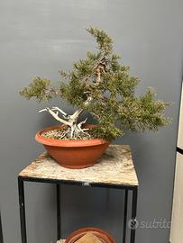 Disponibili pre bonsai