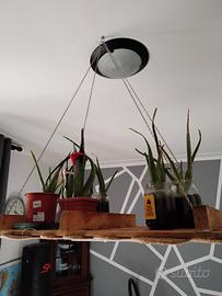 Piante di aloe vera