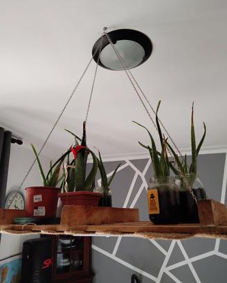 Piante di aloe vera