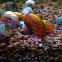 lumache acquario Planorbarius corneus