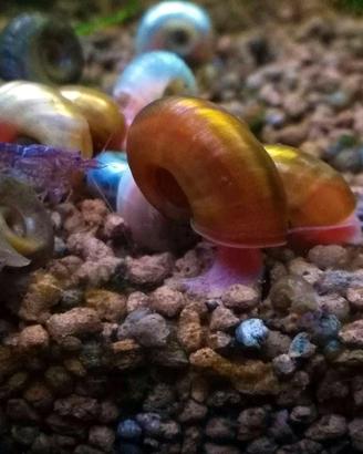 lumache acquario Planorbarius corneus