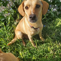 Cucciola in adozione